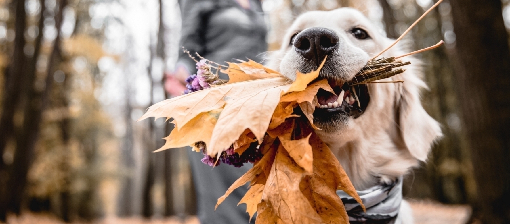 Dr. med. vet. Wendler. Tierarzt in Zürich: Sorgt sich um das Wohl Ihres Haustieres. Tel. 044 371 14 11