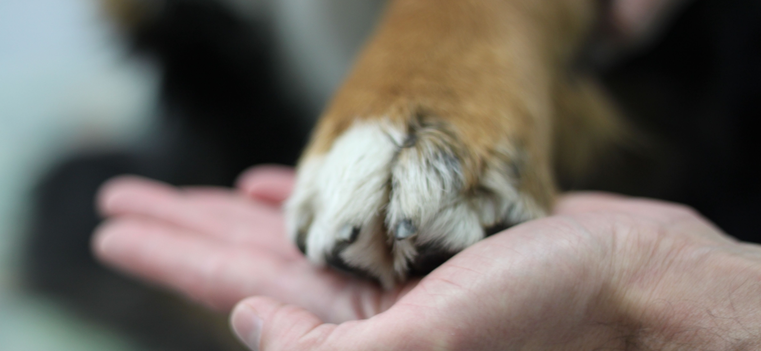 In guten Händen: Tierarztpraxis Dr. med. vet. Wendler, Tierarzt mit chirurgischer Ausbildung (Kleintierchirurgie), ist auf Hunde und Katzen spezialisiert. T 044 371 14 11