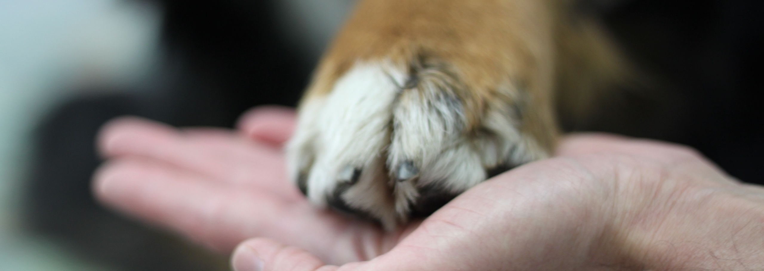 In guten Händen: Tierarztpraxis Dr. med. vet. Wendler, Tierarzt mit chirurgischer Ausbildung (Kleintierchirurgie), ist auf Hunde und Katzen spezialisiert. T 044 371 14 11