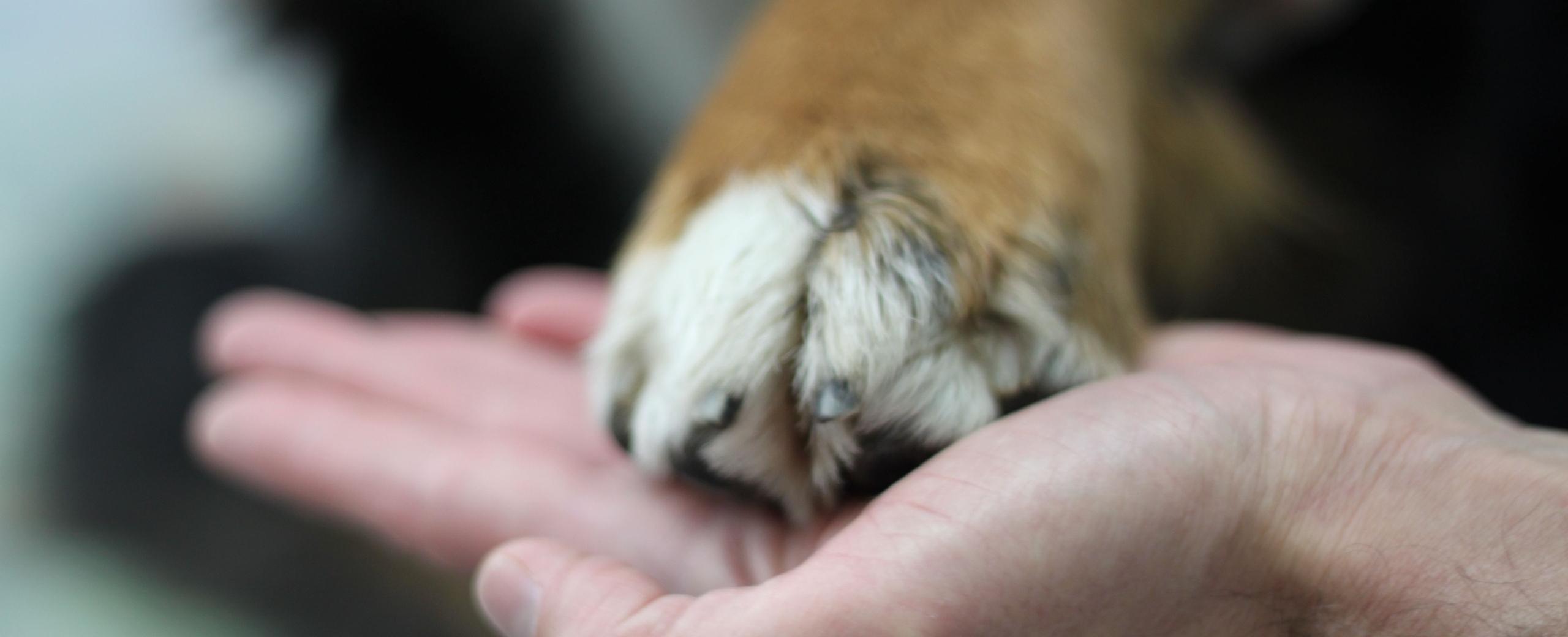 In guten Händen: Tierarztpraxis Dr. med. vet. Wendler, Tierarzt mit chirurgischer Ausbildung (Kleintierchirurgie), ist auf Hunde und Katzen spezialisiert. T 044 371 14 11
