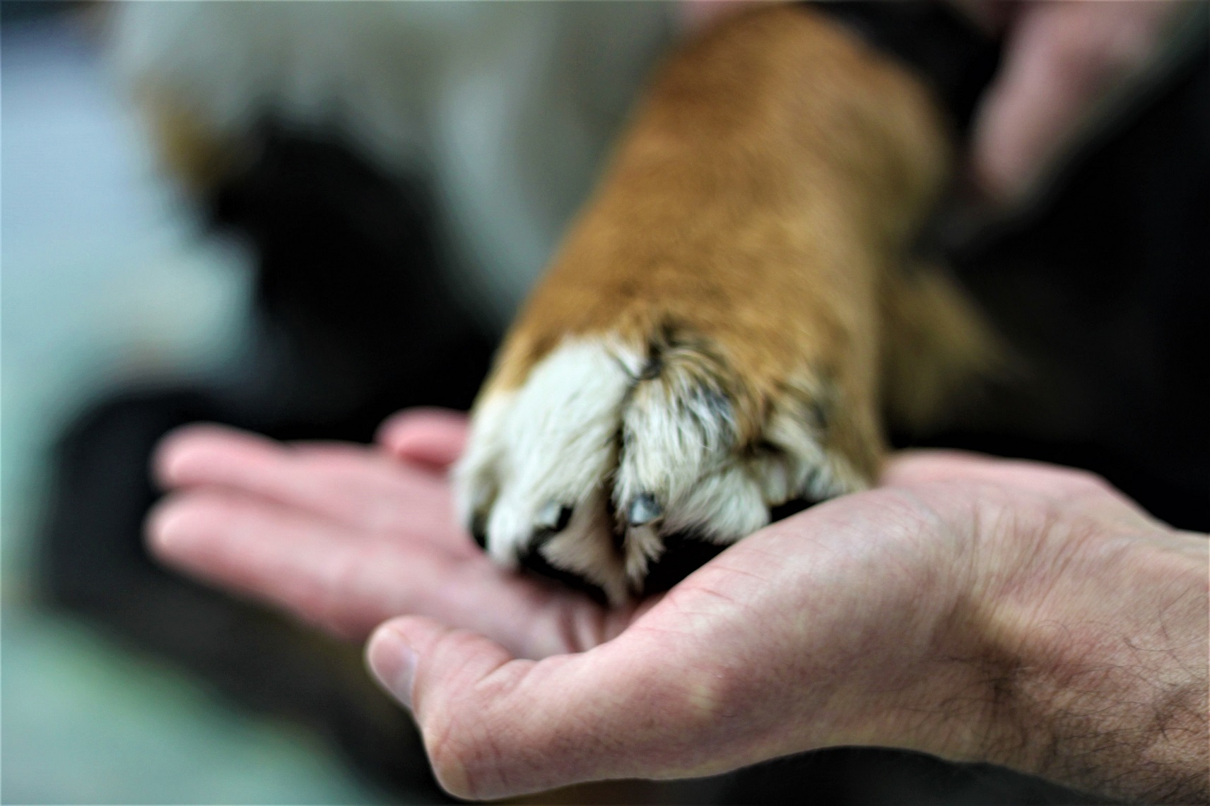 Tierarztpraxis Dr. med. vet. Marc-Florian Wendler. Fachgebiet: Chirurgie: Kastrationen, Weichteilchirurgie (z.B. Blasenstein-Entfernung), Tumoroperationen, Knochen- und Gelenkchirurgie. Hunde und Katzen. Zürich - T 044 371 14 11