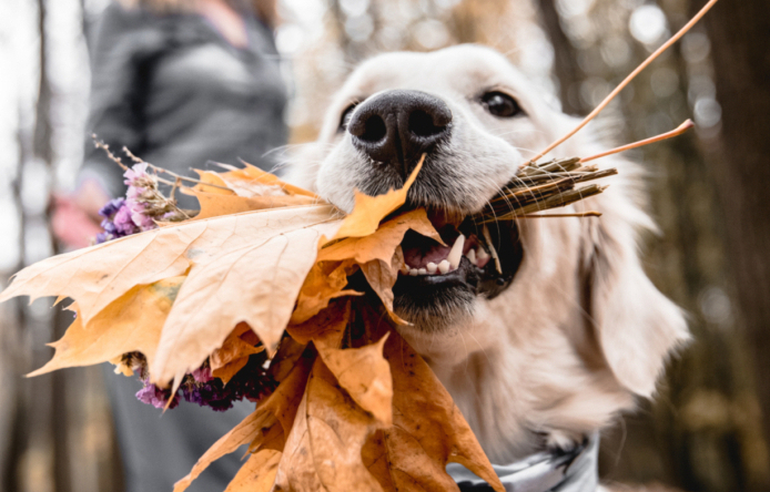 Dr. med. vet. Wendler. Tierarzt in Zürich: Sorgt sich um das Wohl Ihres Haustieres. Tel. 044 371 14 11