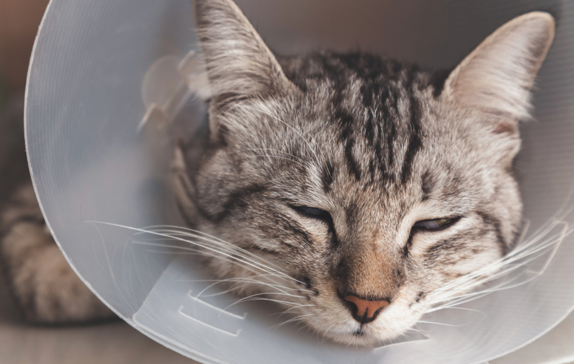 Ist Ihre Katze, Ihr Kater verletzt oder krank? Dr. med. vet. Marc-Florian Wendler ist spezialisiert auf Katzen und Hunde, Telefon 044 371 14 11