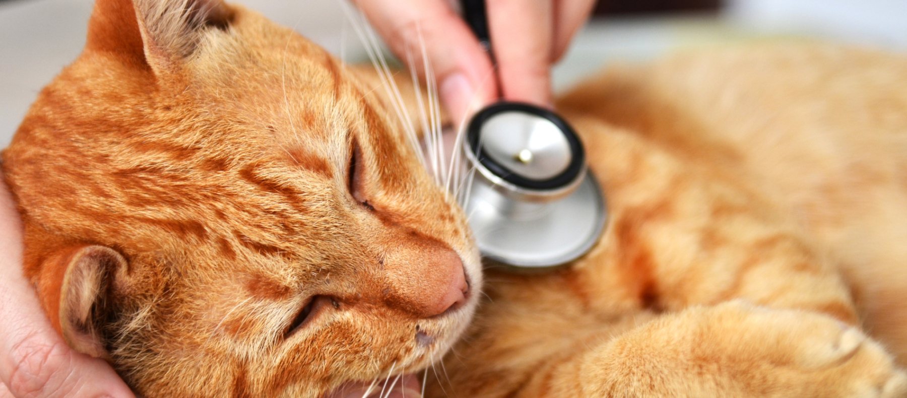 Suchen Sie für Ihre Katze einen Tierarzt in Zürich. Dr. med. vet. Marc-Florian Wendler ist auf Katzen spezialisiert. Telefon 044 371 14 11