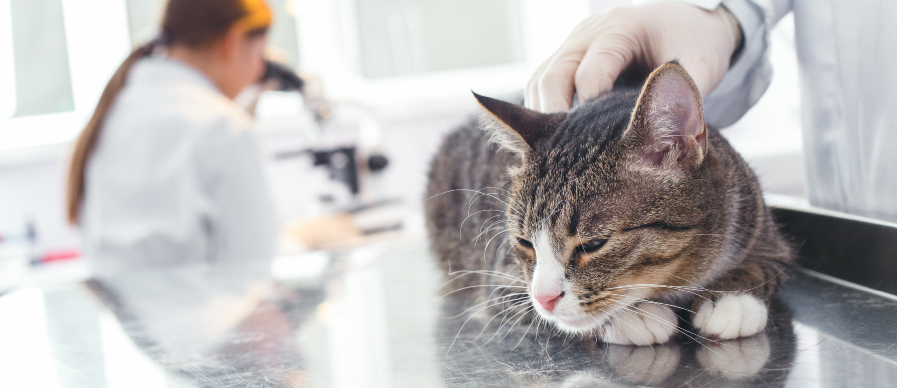 Hinkt Ihr Hund oder Ihre Katze? Dr. med. vet. Marc-Florian Wendler ist auf Gelenk- und Knochenchirurgie bei Hunden und Katzen spezialisiert, Telefon 044 371 14 11