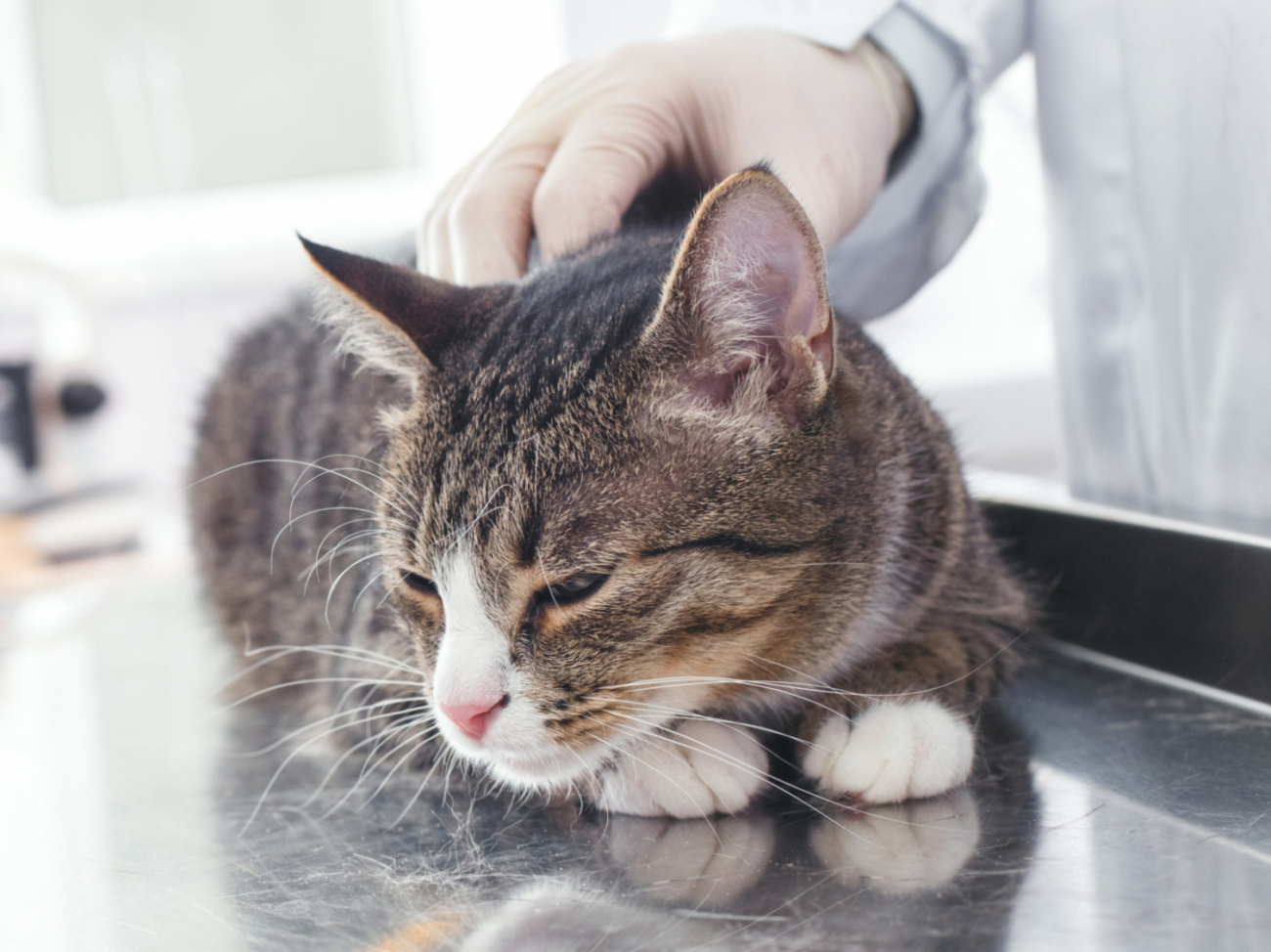 Ist Ihre Katze, Ihr Kater verletzt oder krank? Dr. med. vet. Marc-Florian Wendler ist spezialisiert auf Katzen und Hunde, Telefon 044 371 14 11