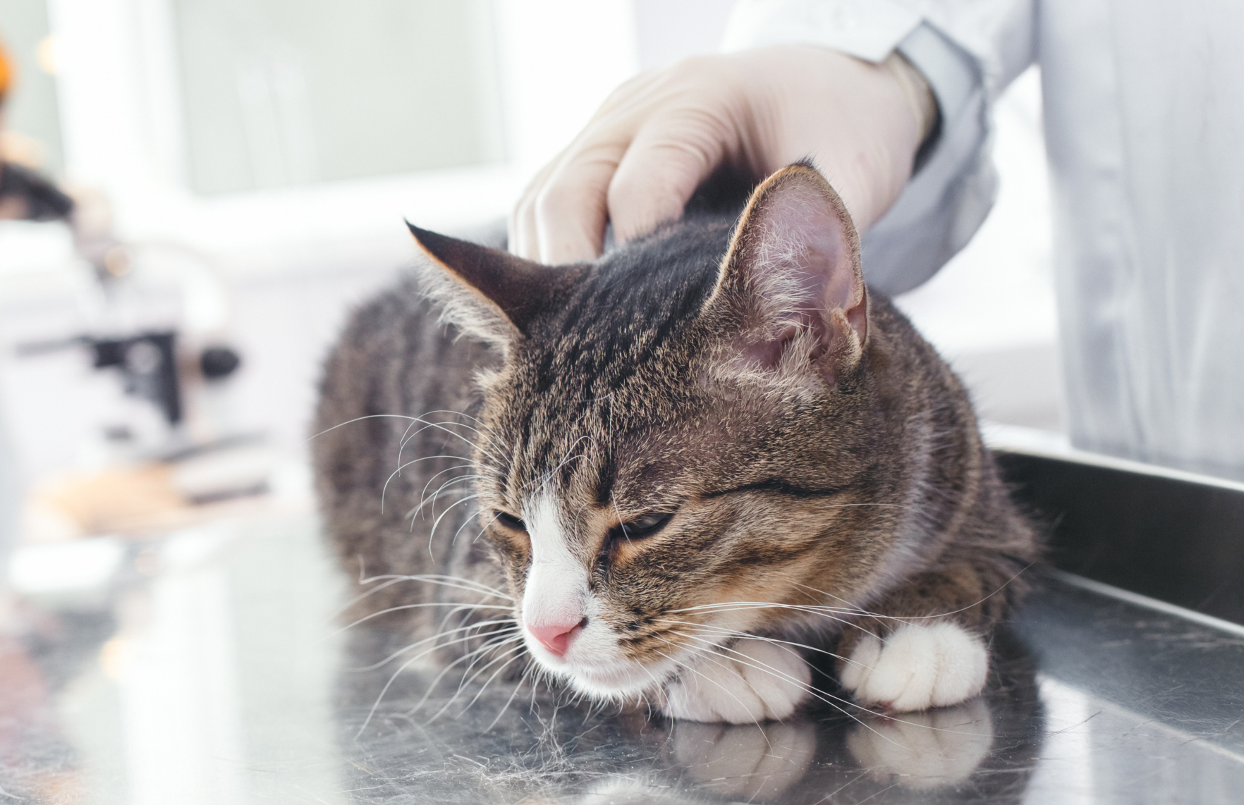 Ist Ihre Katze krank? Dr. med. vet. Marc-Florian Wendler ist auf Hunde und Katzen spezialisiert, Telefon 044 371 14 11