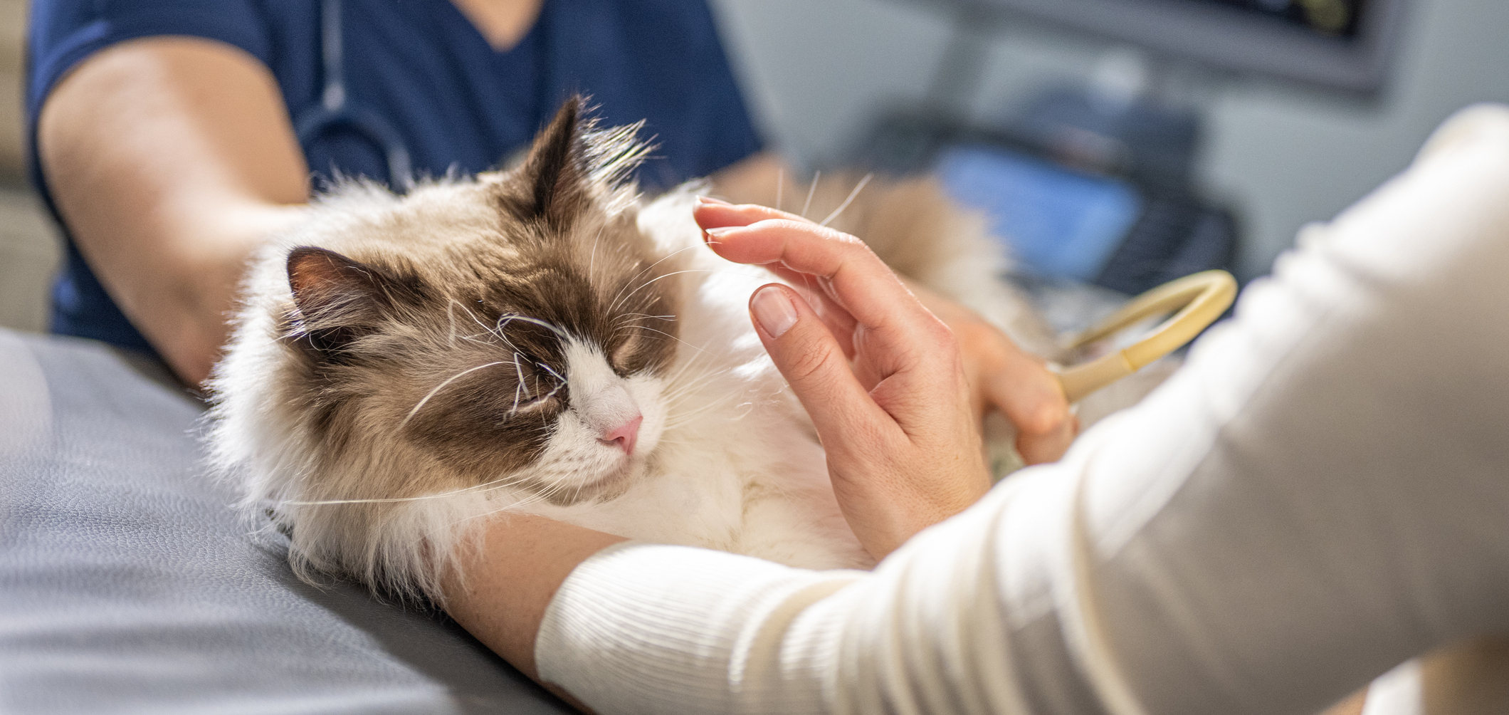 Dr. med. vet. Marc-Florian Wendler Telefon 044 371 14 11