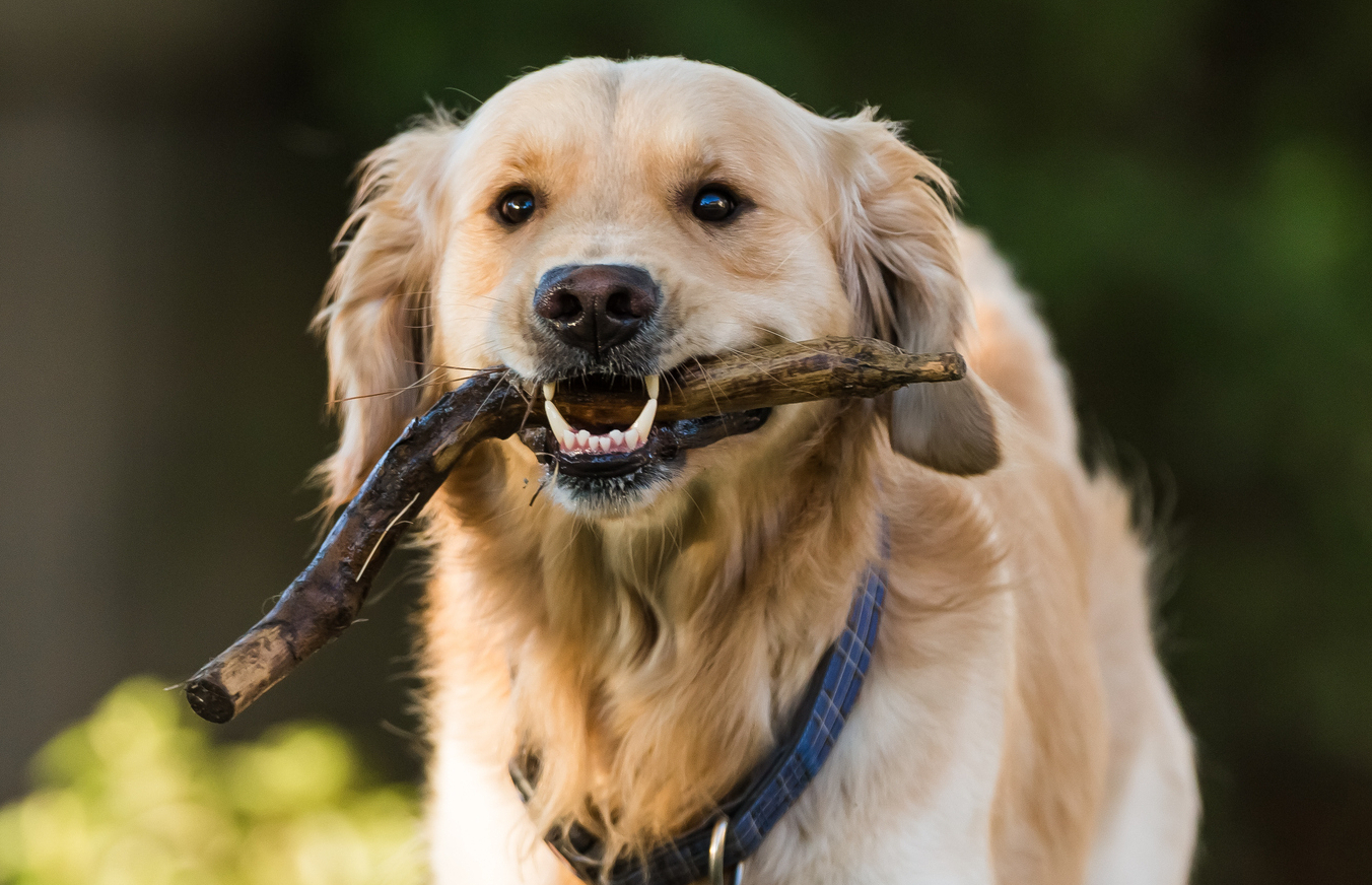 Ihr Tierarzt in Zürich - Spezialisiert auf Hunde und Katzen. Dr. med. vet. Marc-Florian Wendler- Telefon 044 371 14 11