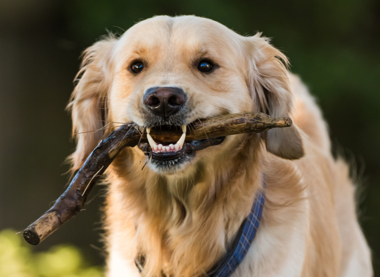 Ihr Tierarzt in Zürich - Spezialisiert auf Hunde und Katzen. Dr. med. vet. Marc-Florian Wendler- Telefon 044 371 14 11