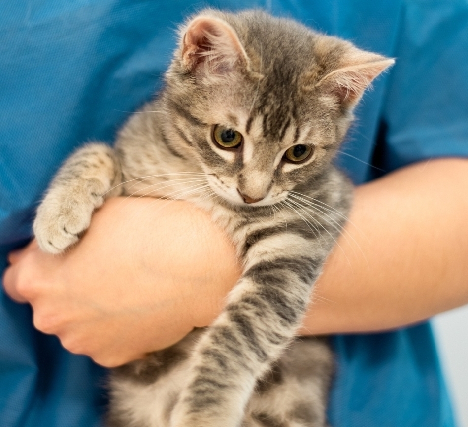 Suchen Sie in Zürich einen Tierarzt der auf Katzen spezialisert ist: Dr. med. vet. Marc-Florian Wendler ist Spezialist für Katzen. Telefon 044 371 14 11