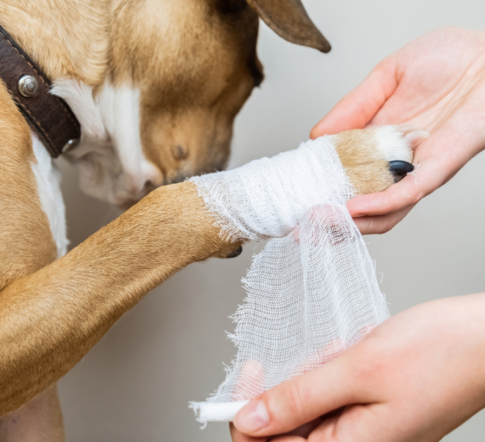 Ist Ihr Hund krank?Und suchen Sie in Zürich einen Tierarzt? Dr. med. vet. Marc-Florian Wendler ist Spezialist für Hunde. Telefon 044 371 14 11